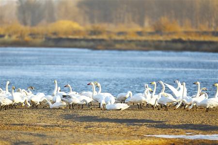 高臺濕地：生態美 天鵝棲
