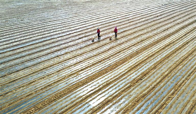 臨夏縣橋寺鄉農民開始在田間播種萵筍