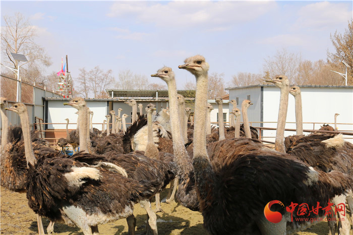 蘭州榆中：鴕鳥“馱”起致富夢 特種養殖助振興