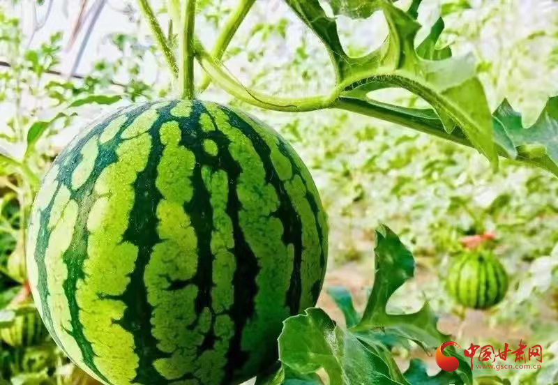 金塔：鋪就“產業(yè)路”催開“振興花”