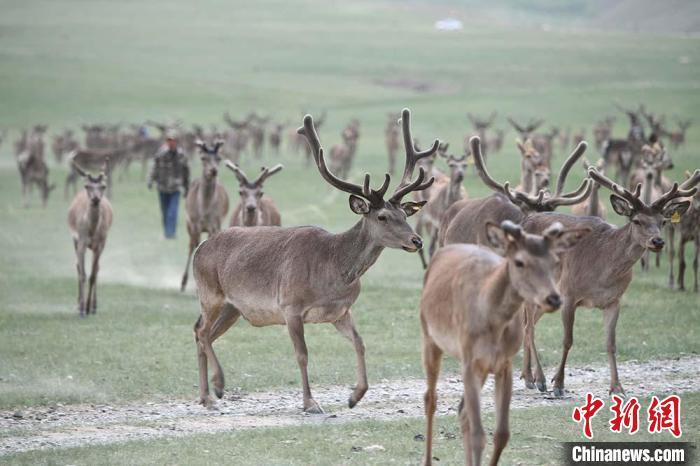圖為肅南縣馬鹿養殖場內的鹿群。　楊艷敏 攝
