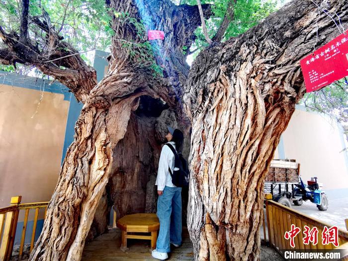 青海海東市阿河灘地質文化村：古樹新枝、丹山碧水