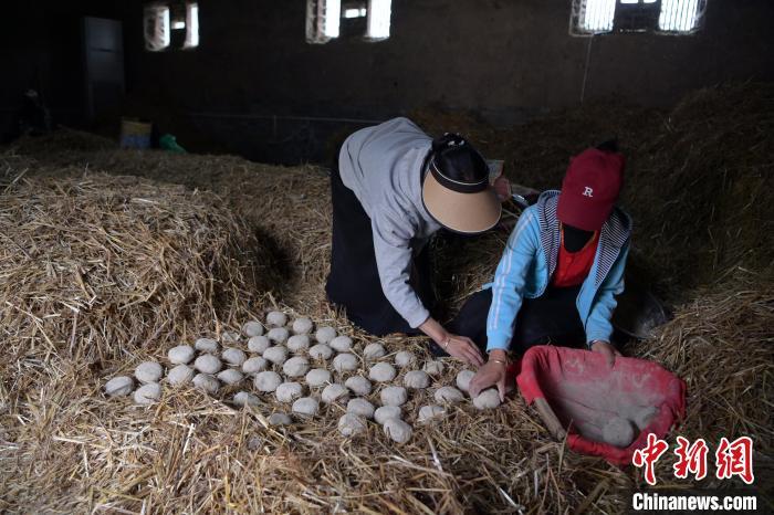酒曲成型之后入曲房，入室之前要灑水，再鋪青稞草，防止曲塊的水分被吸走，曲房內(nèi)有通風(fēng)道、窗戶、暖氣、電熱爐等各種控制曲房溫度的設(shè)備。圖為5月10日，工作人員將成型的曲塊搬運(yùn)到曲房。九美旦增　攝