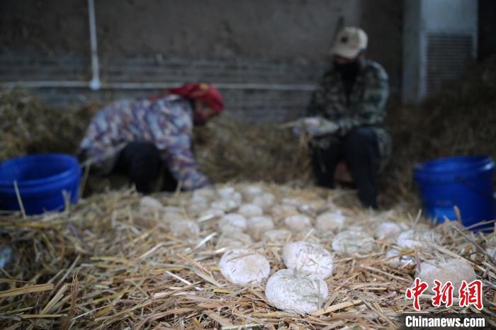 酒曲從曲坯入房培養(yǎng)到培養(yǎng)結(jié)束，整個(gè)培養(yǎng)周期控制在4至8天，曲坯的要求光滑，軟硬適宜，手按曲坯不松散，結(jié)實(shí)，薄厚一致。圖為5月10日，工作人員準(zhǔn)備將培養(yǎng)好的曲坯拿到外面晾曬。九美旦增　攝