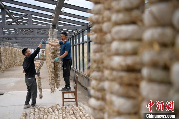 圖為5月10日，工作人員將用青稞面和青稞草等制成的曲坯用繩子串起來晾曬。九美旦增　攝