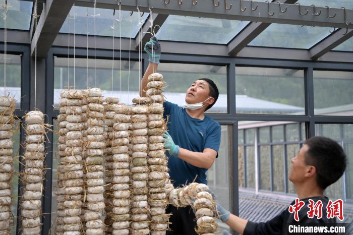 圖為5月10日，工作人員將用青稞面和青稞草等制成的曲坯用繩子串起來晾曬。九美旦增　攝