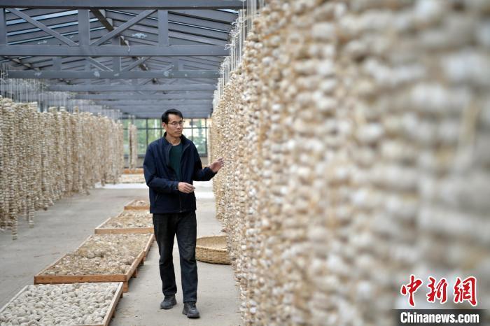 圖為5月10日，工作人員檢查晾曬的曲胚。九美旦增　攝