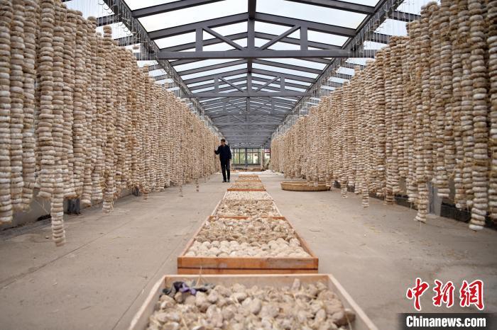 圖為5月10日，工作人員檢查晾曬的曲胚。九美旦增　攝