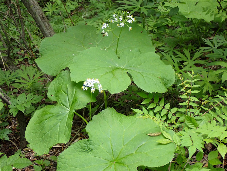 1722331800525305.jpg 31-2.jpg