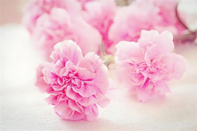 【隴上故事薈】河州牡丹真絕色